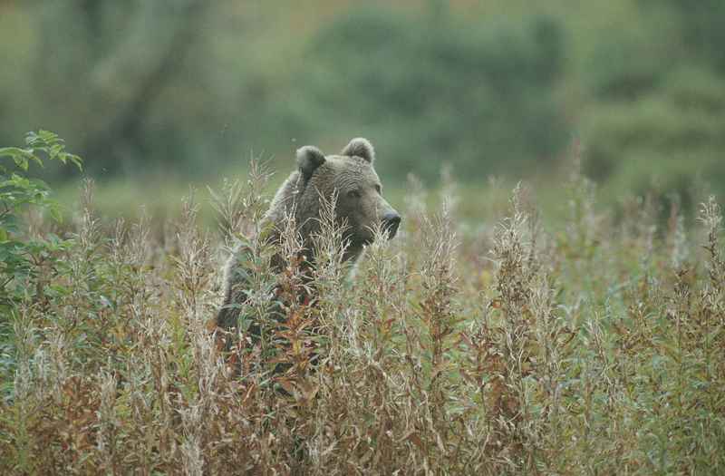 Kodiak bear (Ursus arctos middendorffi); DISPLAY FULL IMAGE.