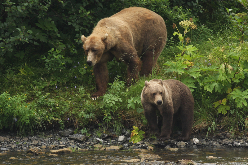 Kodiak bear (Ursus arctos middendorffi); DISPLAY FULL IMAGE.