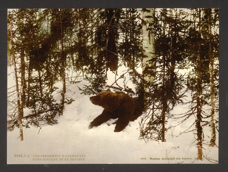 brown bear (Ursus arctos); DISPLAY FULL IMAGE.