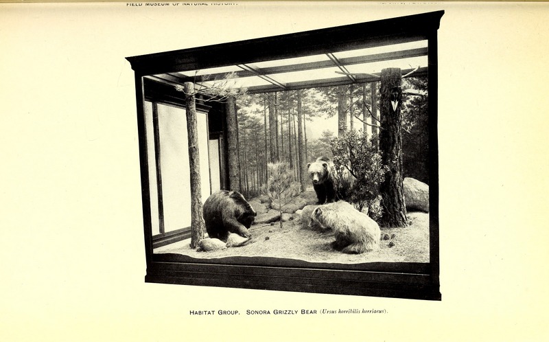 brown bear (Ursus arctos); DISPLAY FULL IMAGE.