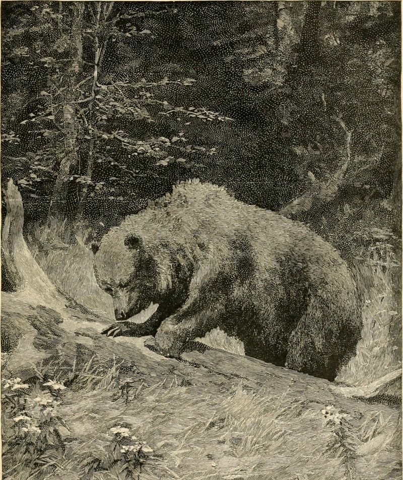 brown bear (Ursus arctos); DISPLAY FULL IMAGE.