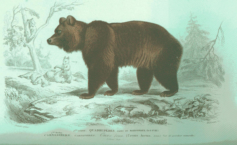 brown bear (Ursus arctos); DISPLAY FULL IMAGE.