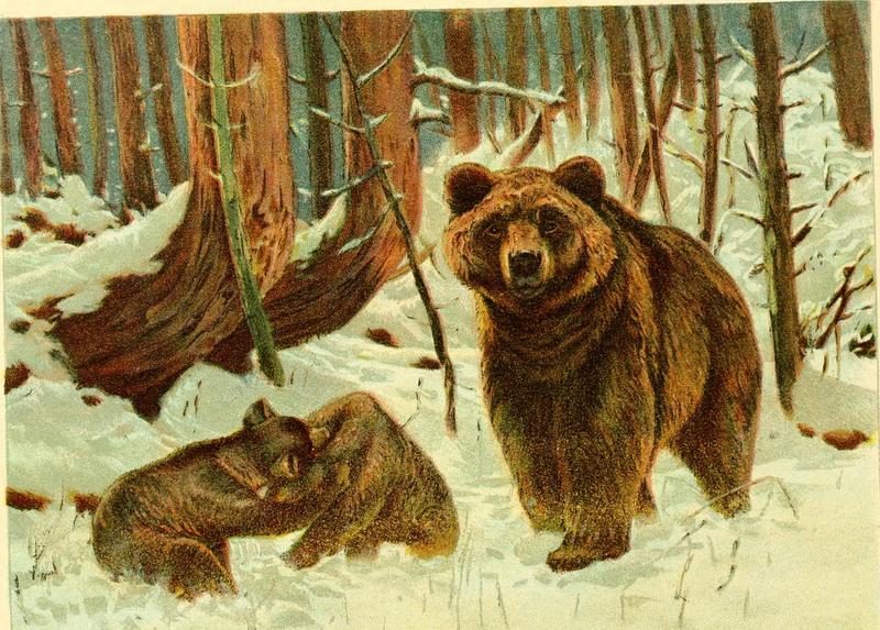 brown bear (Ursus arctos); DISPLAY FULL IMAGE.