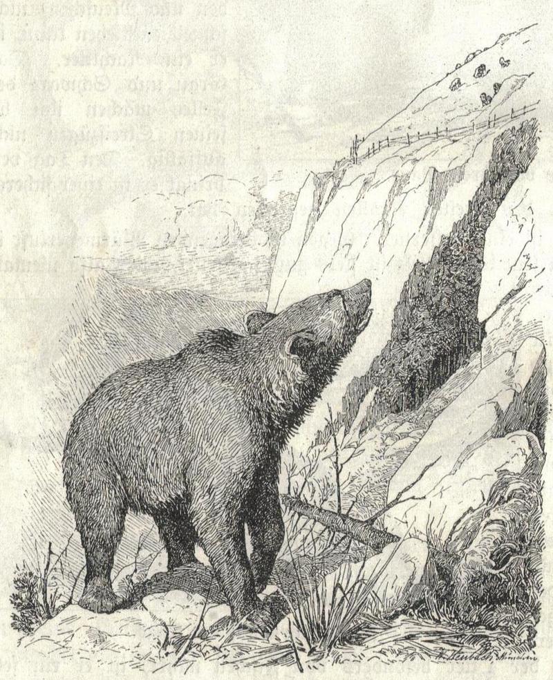brown bear (Ursus arctos); DISPLAY FULL IMAGE.
