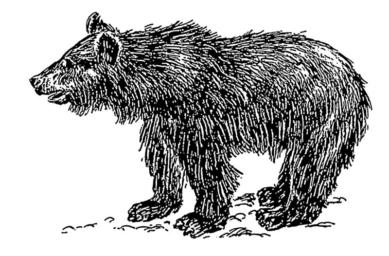 brown bear (Ursus arctos); DISPLAY FULL IMAGE.