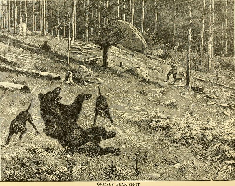 brown bear (Ursus arctos); DISPLAY FULL IMAGE.