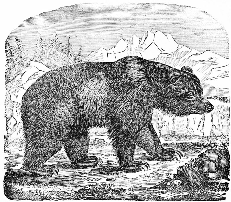 brown bear (Ursus arctos); DISPLAY FULL IMAGE.