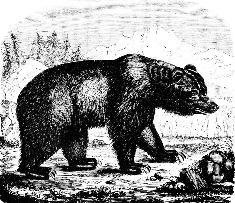 brown bear (Ursus arctos); DISPLAY FULL IMAGE.