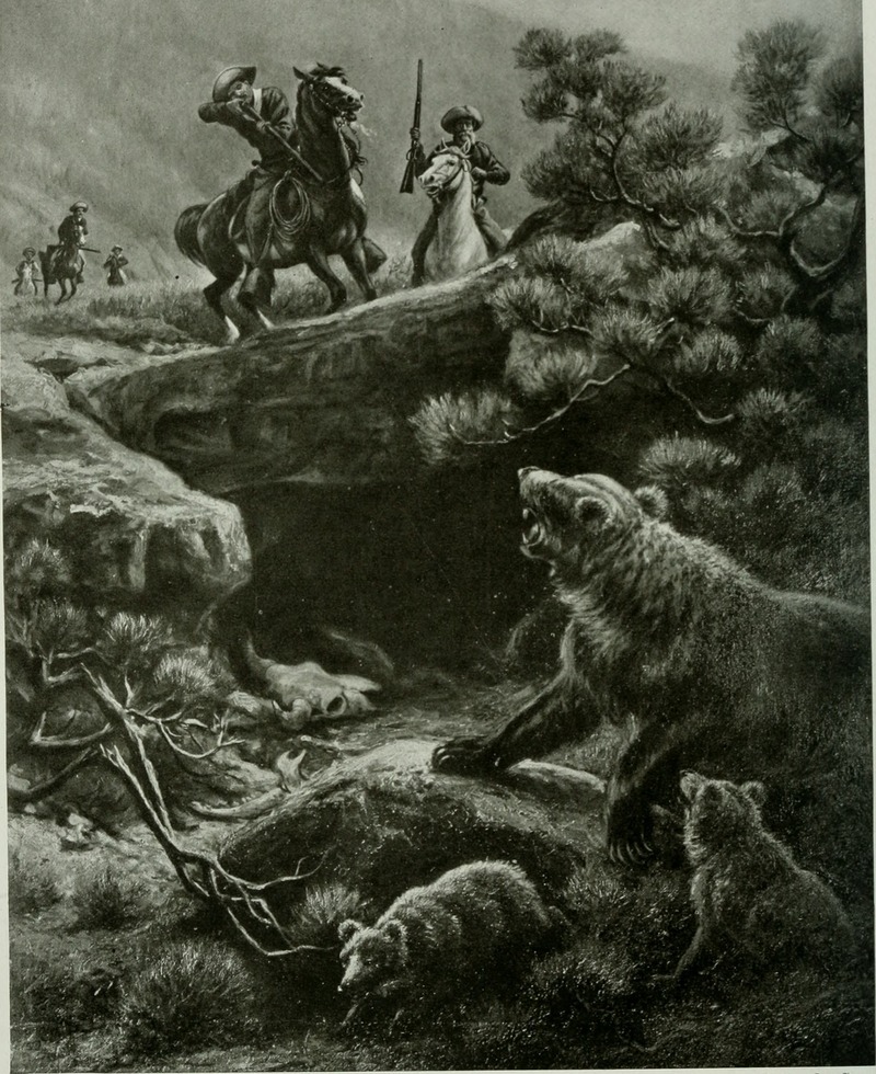 brown bear (Ursus arctos); DISPLAY FULL IMAGE.