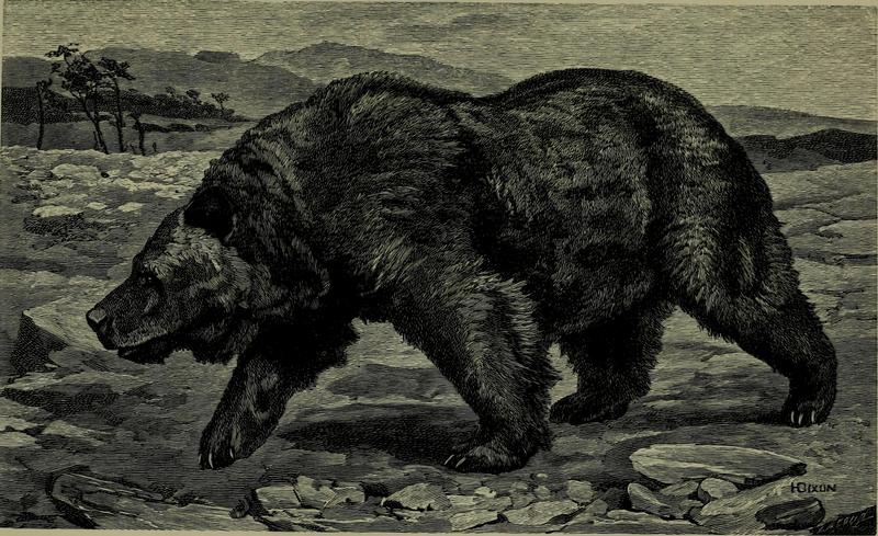 brown bear (Ursus arctos); DISPLAY FULL IMAGE.