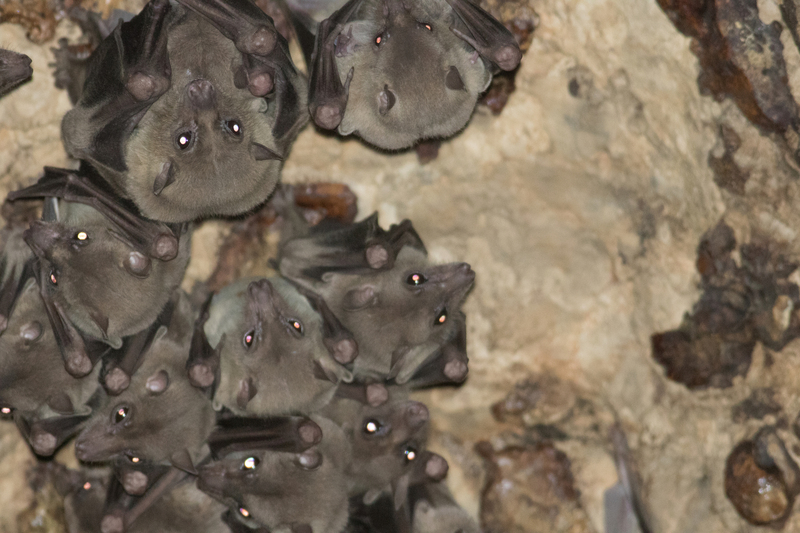 Egyptian fruit bat, Egyptian rousette (Rousettus aegyptiacus); DISPLAY FULL IMAGE.