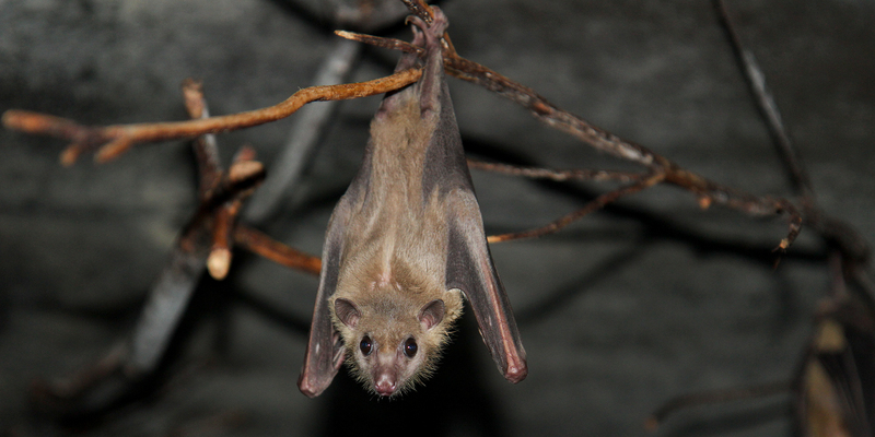 Egyptian fruit bat, Egyptian rousette (Rousettus aegyptiacus); DISPLAY FULL IMAGE.