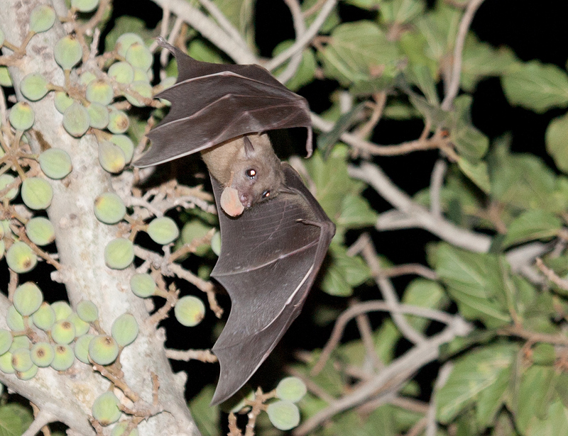 Egyptian fruit bat, Egyptian rousette (Rousettus aegyptiacus); DISPLAY FULL IMAGE.