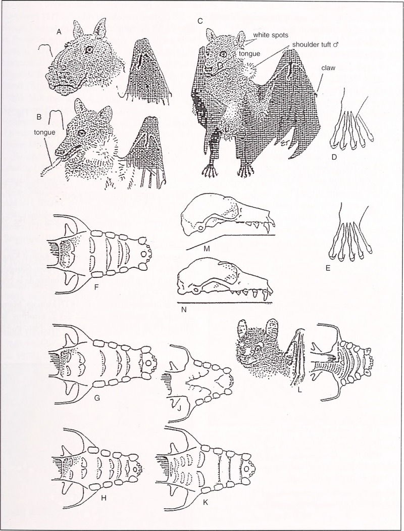 hammer-headed bat (Hypsignathus monstrosus), Woermann's fruit bat (Megaloglossus woermanni), Ethiopian epauletted fruit bat (Epomophorus labiatus), short-palated fruit bat (Casinycteris argynnis); DISPLAY FULL IMAGE.