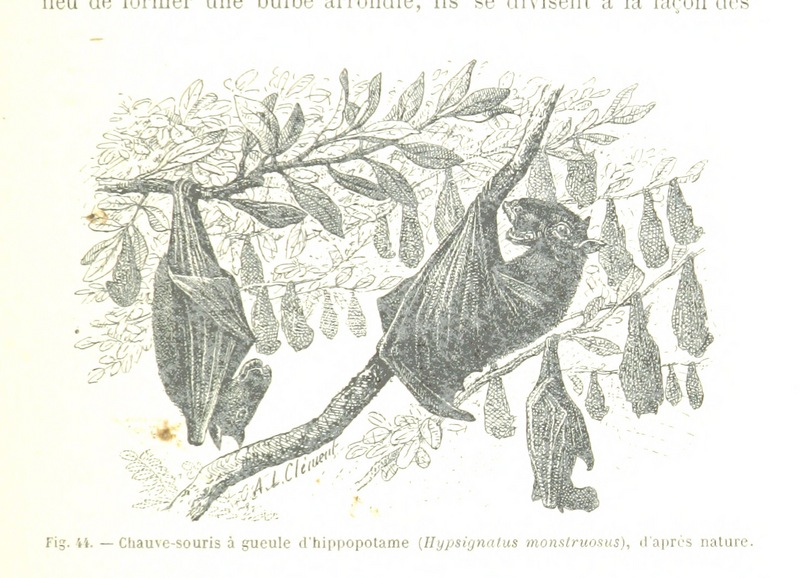 hammer-headed bat (Hypsignathus monstrosus); DISPLAY FULL IMAGE.