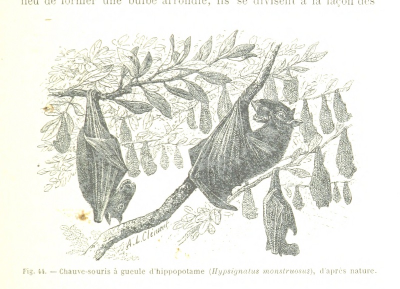 hammer-headed bat (Hypsignathus monstrosus); DISPLAY FULL IMAGE.