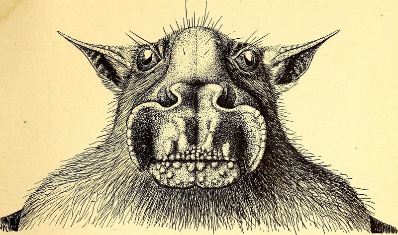 hammer-headed bat (Hypsignathus monstrosus); DISPLAY FULL IMAGE.