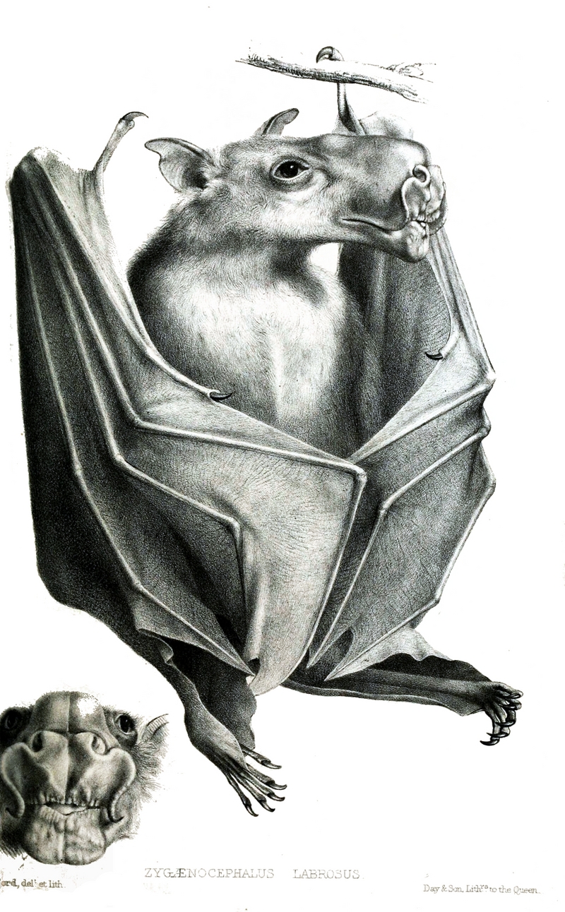 hammer-headed bat (Hypsignathus monstrosus); DISPLAY FULL IMAGE.