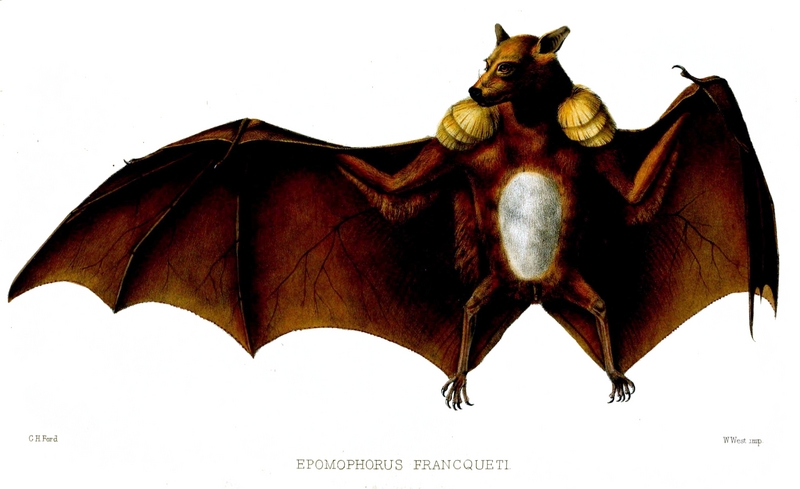 Franquet's epauletted fruit bat (Epomops franqueti); DISPLAY FULL IMAGE.