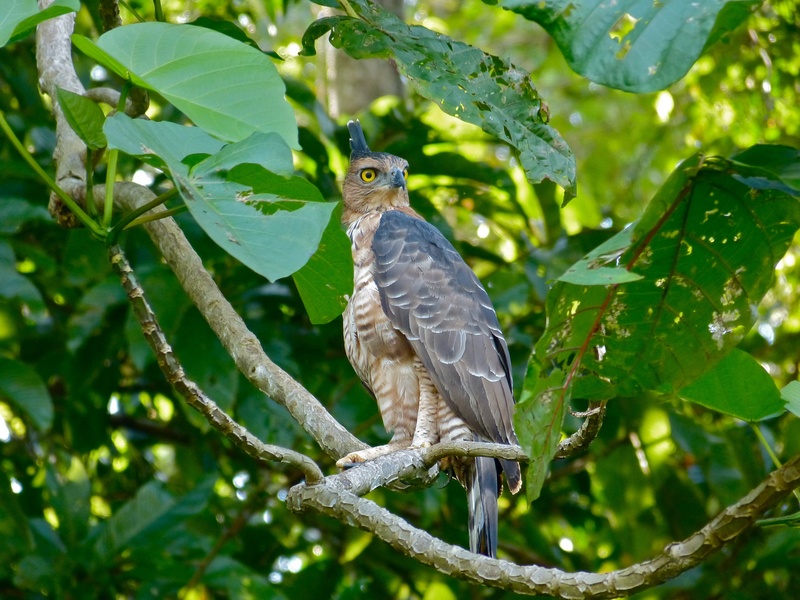 Wallace's hawk-eagle (Nisaetus nanus); DISPLAY FULL IMAGE.