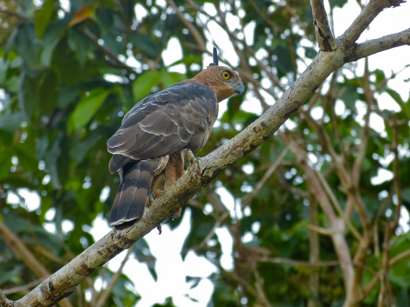 Wallace's hawk-eagle (Nisaetus nanus); DISPLAY FULL IMAGE.