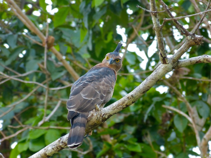 Wallace's hawk-eagle (Nisaetus nanus); DISPLAY FULL IMAGE.