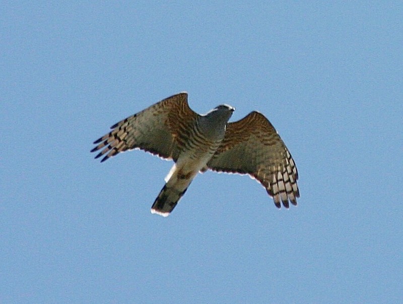 African cuckoo-hawk, African baza (Aviceda cuculoides); DISPLAY FULL IMAGE.