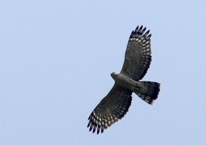 Jerdon's baza (Aviceda jerdoni); DISPLAY FULL IMAGE.