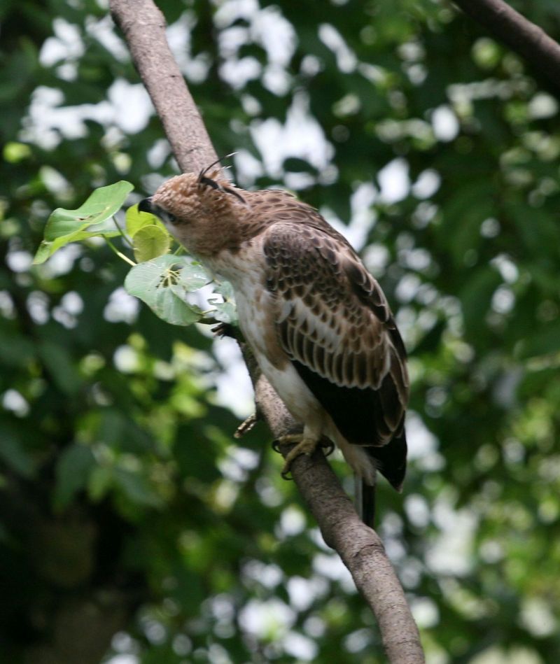 Jerdon's baza (Aviceda jerdoni); DISPLAY FULL IMAGE.