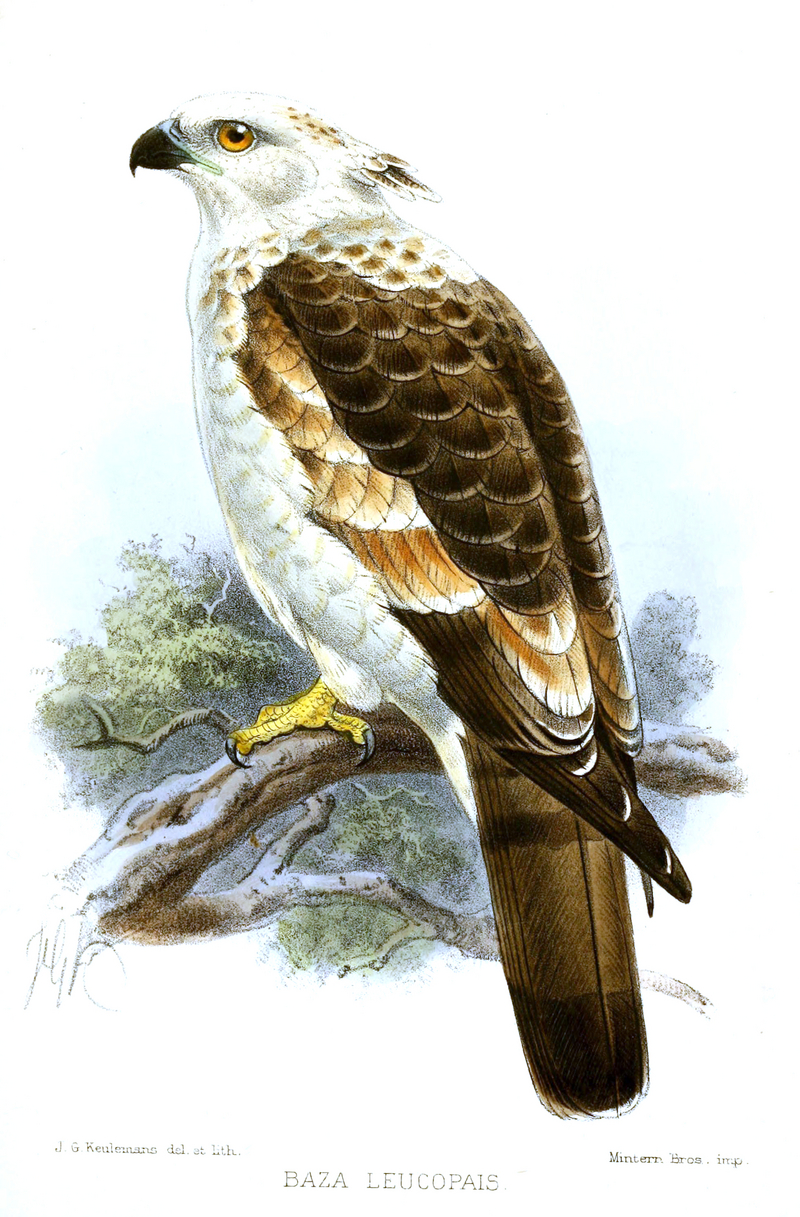 Jerdon's baza (Aviceda jerdoni); DISPLAY FULL IMAGE.