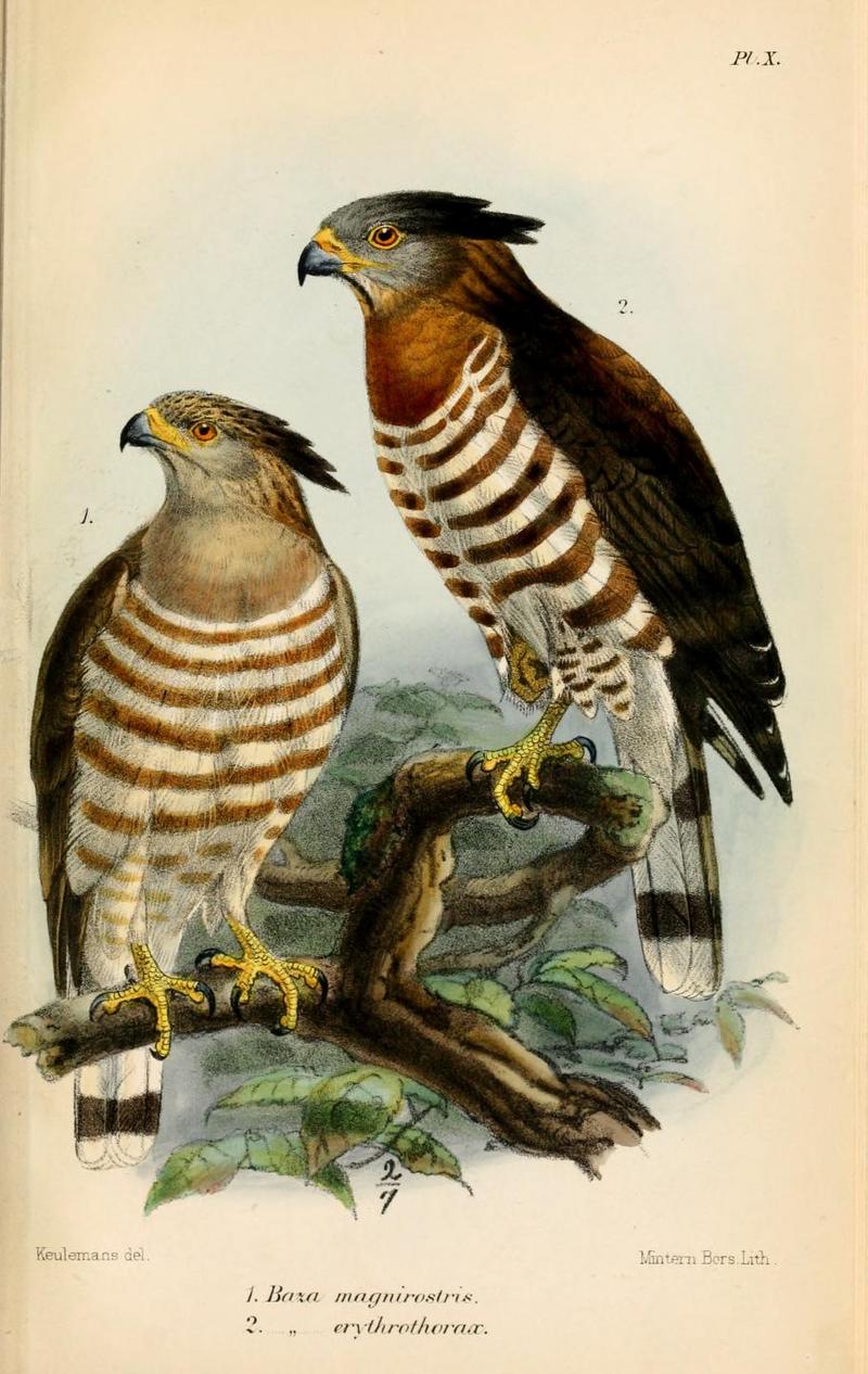 Jerdon's baza (Aviceda jerdoni); DISPLAY FULL IMAGE.