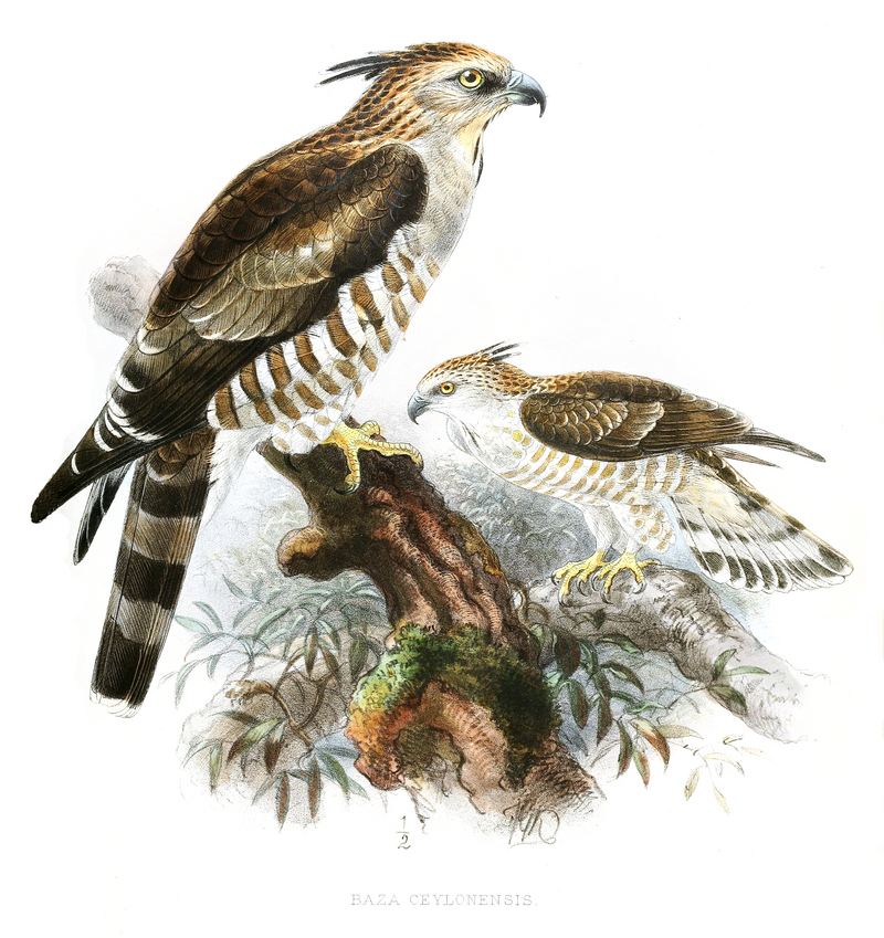 Jerdon's baza (Aviceda jerdoni); DISPLAY FULL IMAGE.