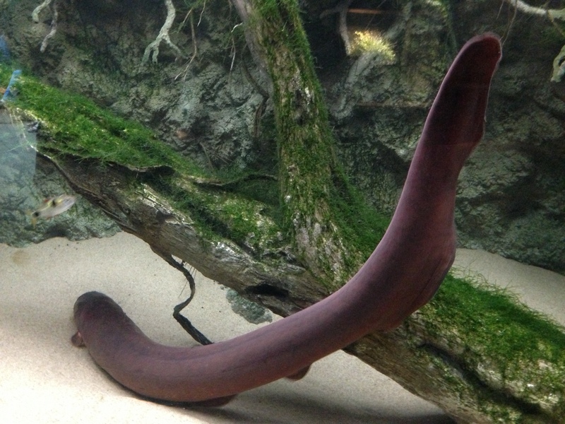 electric eel (Electrophorus electricus); DISPLAY FULL IMAGE.