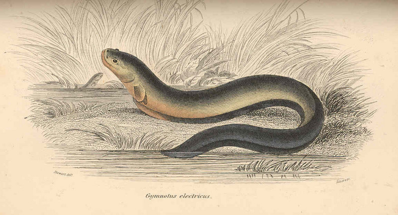 electric eel (Electrophorus electricus); DISPLAY FULL IMAGE.