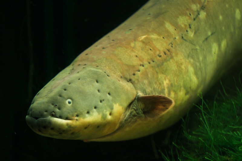 electric eel (Electrophorus electricus); DISPLAY FULL IMAGE.