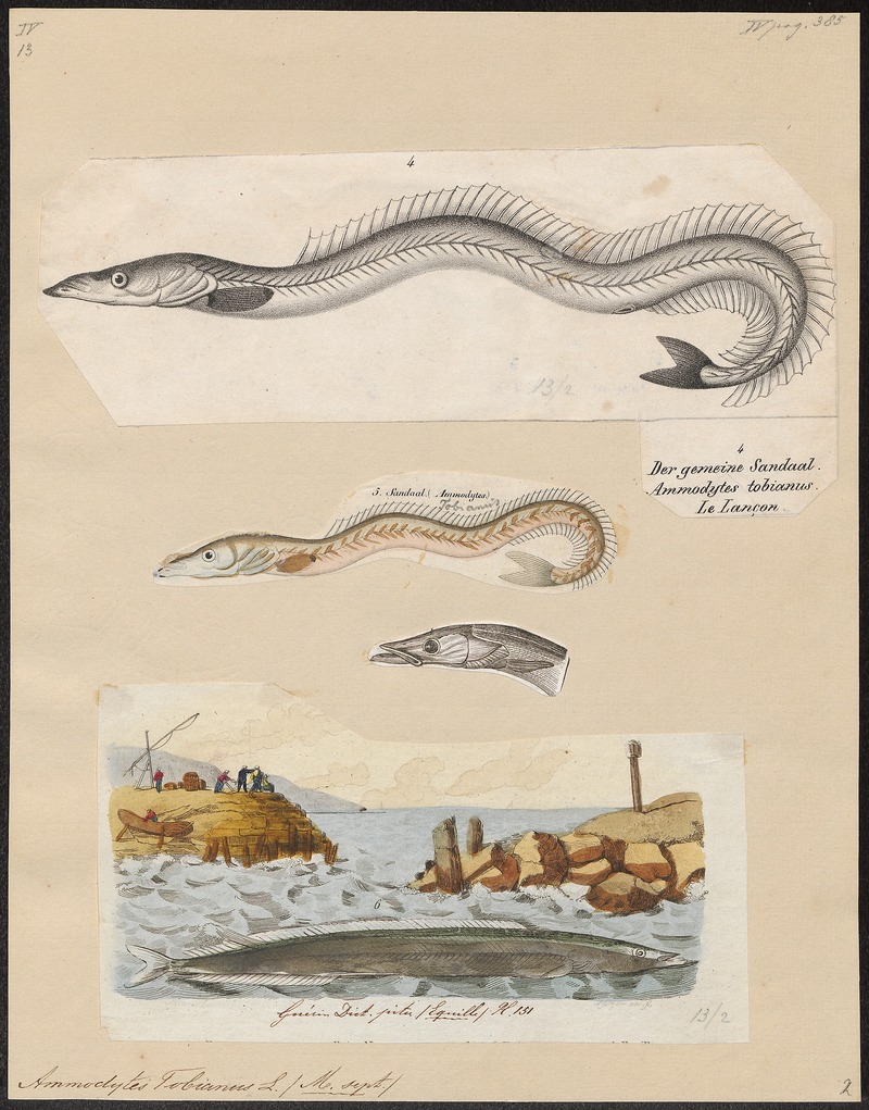 lesser sand eel (Ammodytes tobianus); DISPLAY FULL IMAGE.