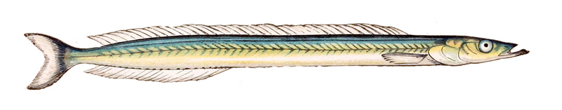 lesser sand eel (Ammodytes tobianus); DISPLAY FULL IMAGE.