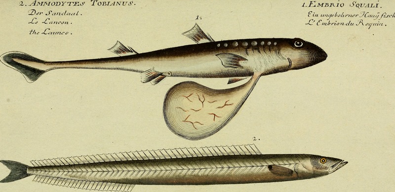 lesser sand eel (Ammodytes tobianus); DISPLAY FULL IMAGE.