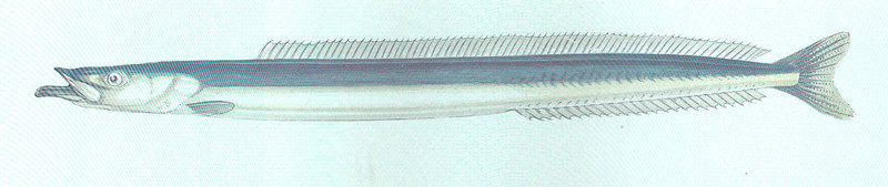 lesser sand eel (Ammodytes tobianus); DISPLAY FULL IMAGE.