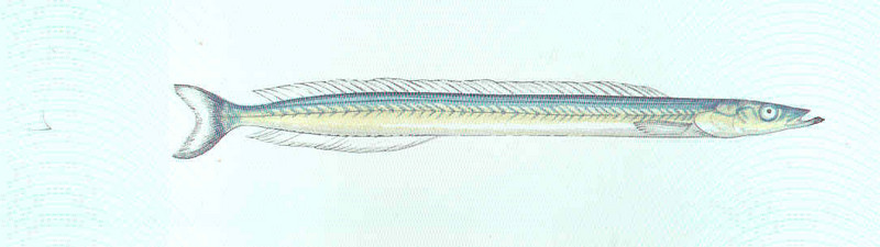 lesser sand eel (Ammodytes tobianus); DISPLAY FULL IMAGE.