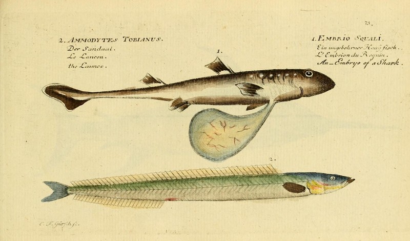 lesser sand eel (Ammodytes tobianus); DISPLAY FULL IMAGE.