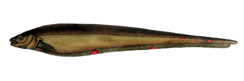 longtail knifefish (Sternopygus macrurus); DISPLAY FULL IMAGE.