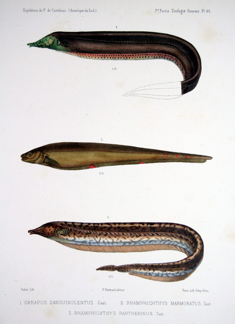 Rhamphichthys pantherinus, longtail knifefish (Sternopygus macrurus), Rhamphichthys marmoratus; DISPLAY FULL IMAGE.