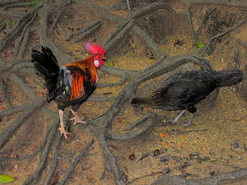 red junglefowl (Gallus gallus); DISPLAY FULL IMAGE.