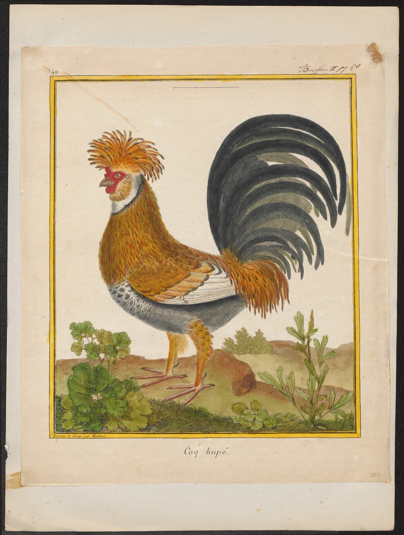 red junglefowl (Gallus gallus); DISPLAY FULL IMAGE.