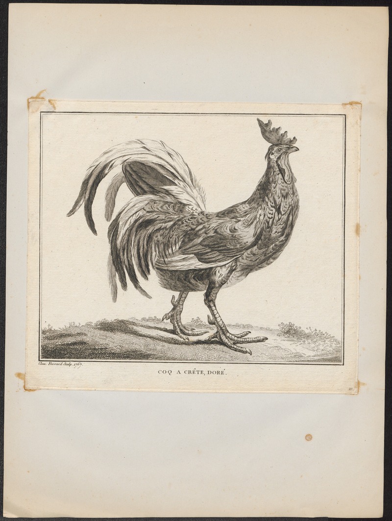 domestic chicken (Gallus gallus domesticus); DISPLAY FULL IMAGE.