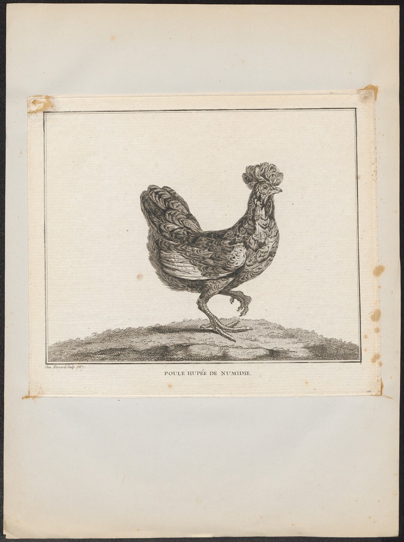 domestic chicken (Gallus gallus domesticus); DISPLAY FULL IMAGE.