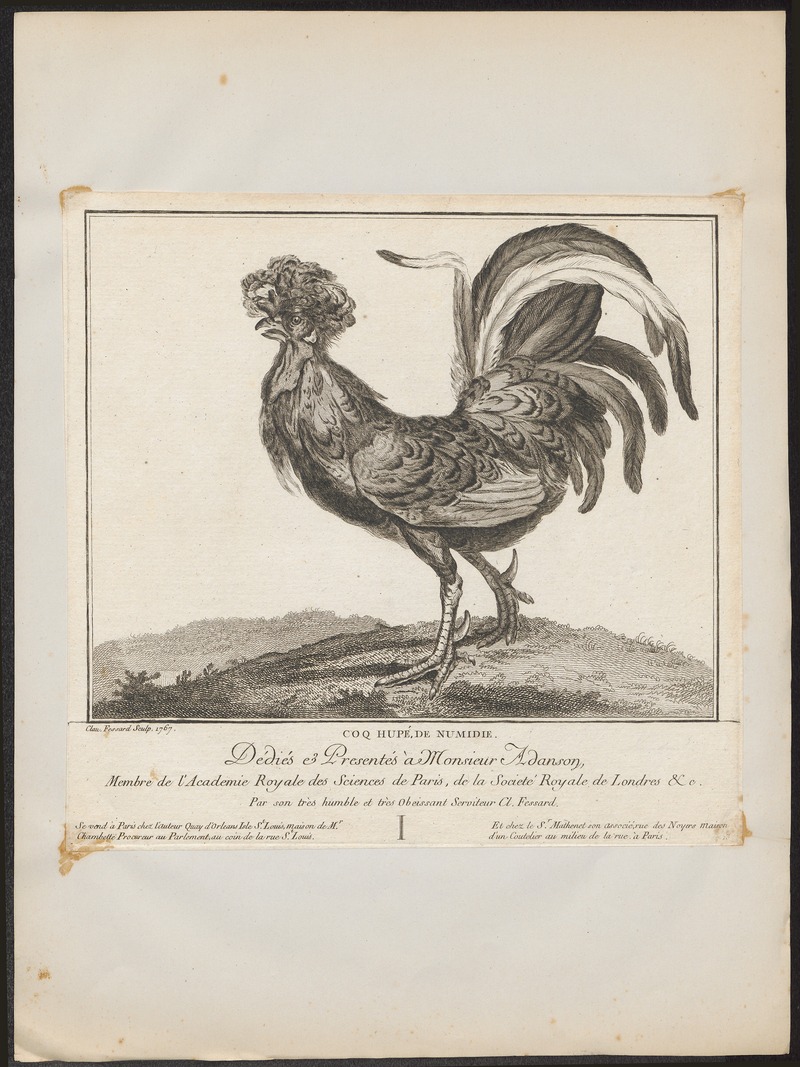 domestic chicken (Gallus gallus domesticus); DISPLAY FULL IMAGE.