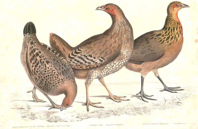 red junglefowl (Gallus gallus), Sri Lankan junglefowl (Gallus lafayettii), green junglefowl (Gallus varius); DISPLAY FULL IMAGE.