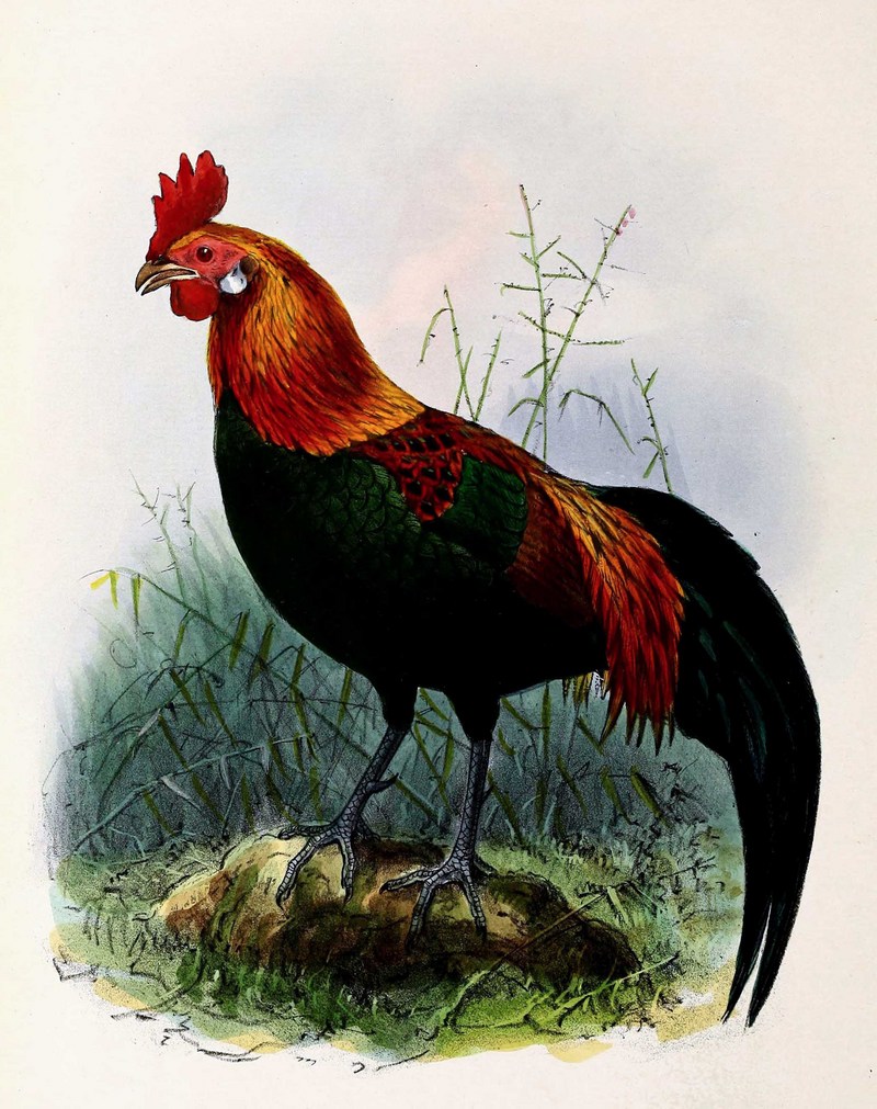 red junglefowl (Gallus gallus); DISPLAY FULL IMAGE.